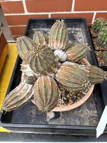 Euphorbia alte Gruppe
